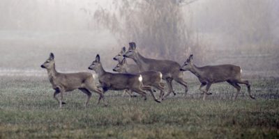 Caprioli nel Mezzano