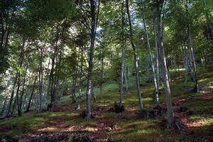 bosco di faggio