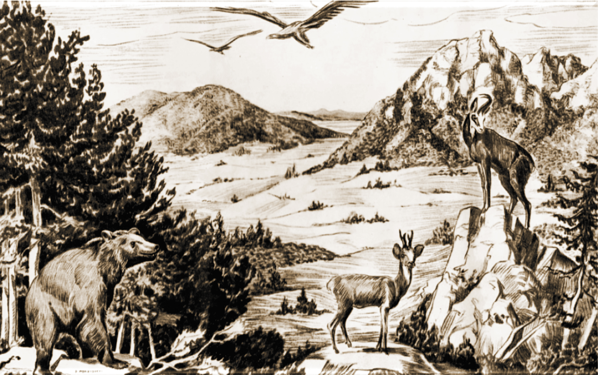 PARCO D'ABRUZZO_4