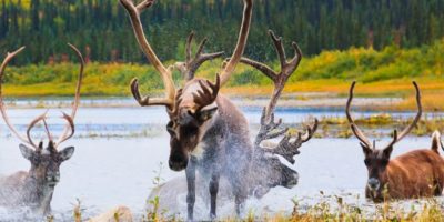 alaska-caribou-a
