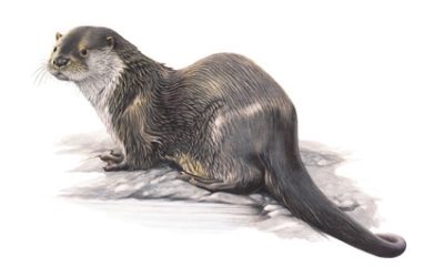Lontra