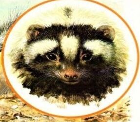 Zorilla